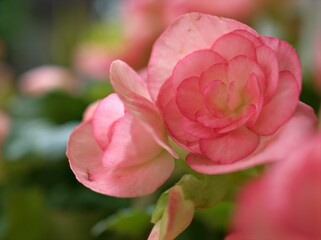 Closeup petals pink of begonia flower plants in garden with blurred background ,macro image ,soft focus , sweet color for card design