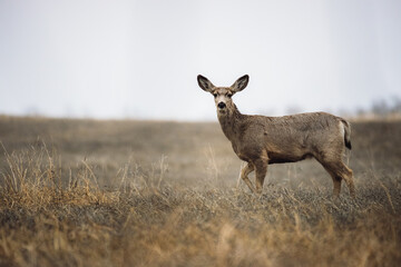 deer in a field