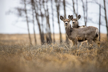 deer in a field