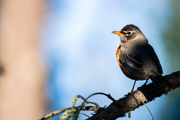 robin on a branch