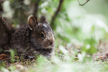 rabbit in the grass