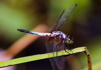 Beautiful insect landing on a grass on a blurred nature background. Small dragonfly.