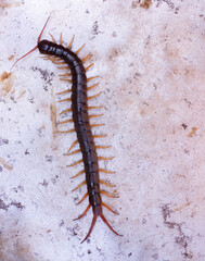 The centipede is a poisonous animal. It has many legs.