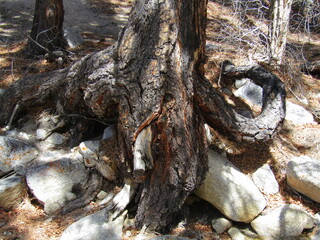 Tree trunk roots wrapped around boulders.