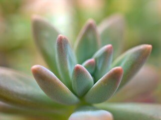 close up of a green cactus Pachyphytum fittkaui , succulent desert plants in garden with bright blurred background ,macro image, sweet color for card design