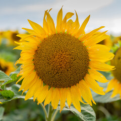 Naklejka premium Sunflower in the light of a hot summer day