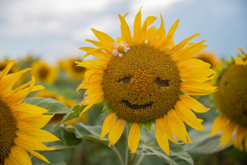 Sunflower smiling in the light of a hot summer day