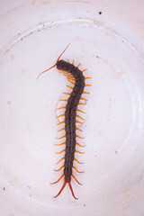 The centipede is a poisonous animal. It has many legs.