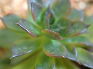 close up of a green cactus Pachyphytum fittkaui , succulent desert plants in garden with bright blurred background ,macro image, sweet color for card design