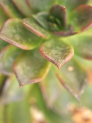 close up of a green cactus Pachyphytum fittkaui , succulent desert plants in garden with bright blurred background ,macro image, sweet color for card design