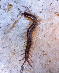 The centipede is a poisonous animal. It has many legs.