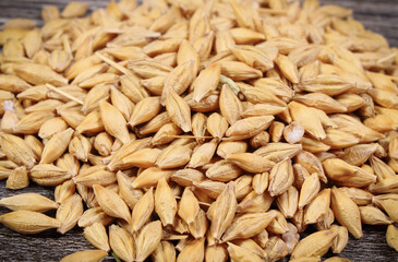 Heap of barley grains on old wooden board