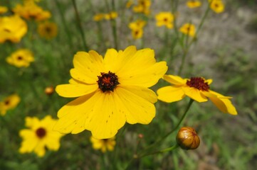 Beautiful yellow coreopsis flowers on the meadow in Florida nature, closeup