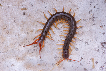 The centipede is a poisonous animal. It has many legs.