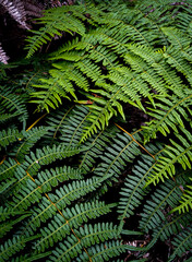 Fototapeta na wymiar Green fern, so cool