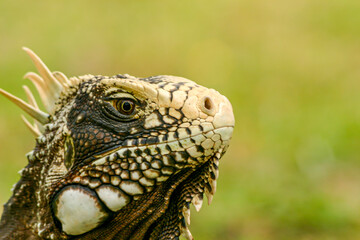 Reptile Face
