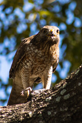 Falcon On the Tree