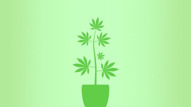 An animated 2D zoom-in process of marijuana plant growth after which its leaf turns into a droplet and finds its way to the medical capsule with &ldquo;red cross symbol&rdquo; on it.