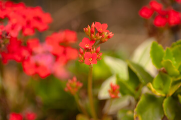 Obraz premium ramillete rojo