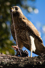 Falcon On the Tree