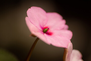 Flor fucsia