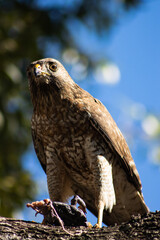 Broad winged hawk on tree