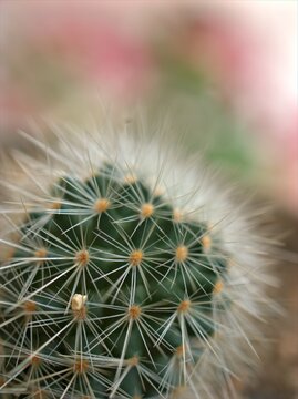 Closeup macro cactus Mammillaria desert plants in garden and bright green blurred background ,macro image ,soft focus ,swet color for card design