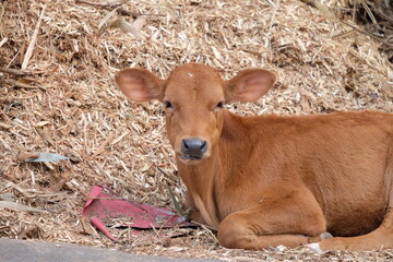 The brown calf sat and rested beside the straw in the morning.