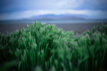 Grass on the antelope island beach