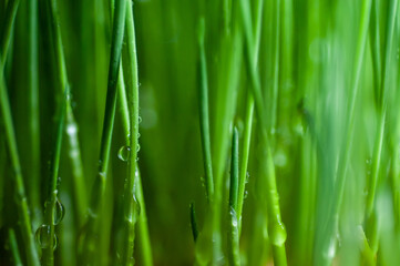 Naklejka na ściany i meble green grass with dew drops