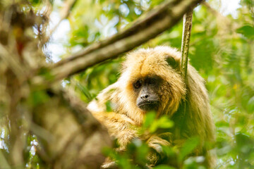 Female of howler caraya monkey on a branch in a forest in Ibera Wetlands