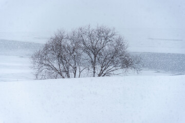 Obraz premium Blurred winter landscape with trees during a snow storm