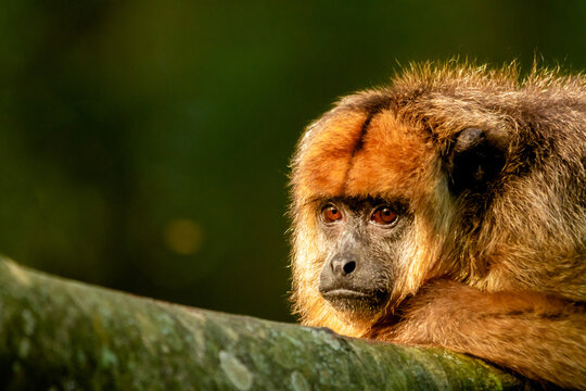 Female of howler caraya monkey on a branch in a forest in Ibera Wetlands