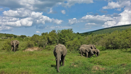 Fototapeta na wymiar A family of elephants grazes on the hills in the savannah. Summer sunny day. Adults and children eat green grass. There are bushes around. Blue sky with scenic clouds. Kenya. Masai Mara park.