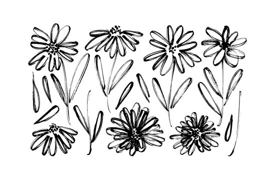 Chamomile hand drawn black paint vector set. Ink drawing flowers, monochrome artistic botanical illustration. Isolated floral elements, daisy, aster, chrysanthemum. Brush strokes outlined clip arts