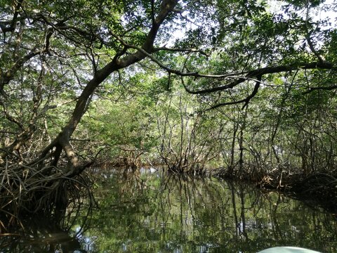 Manglar