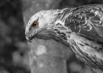 Eagle's sharp eyes isolated on black and white