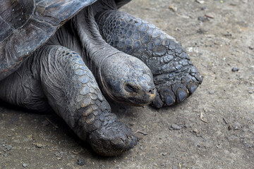 Tortuga Galápagos (Geochelone elephantopus)