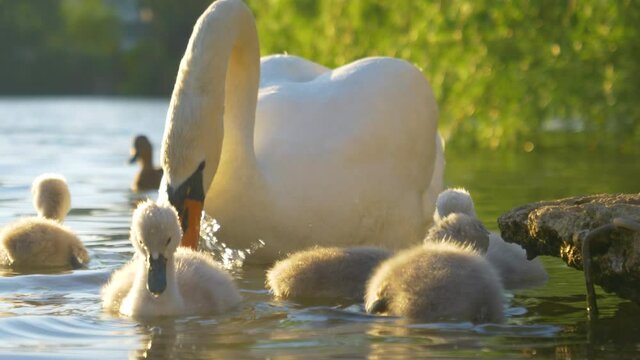 Slow motion, close up cute little furry swan chicks feed near their elegant white mother