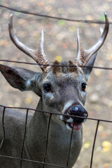 Venado de Cola Blanca (Odocoileus virginianus)