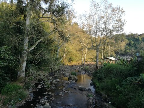 Rio con &aacute;lamos