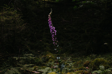 one foxglove purple flower in the forest illuminated by a ray of sunlight with green plants and trees surrounding it