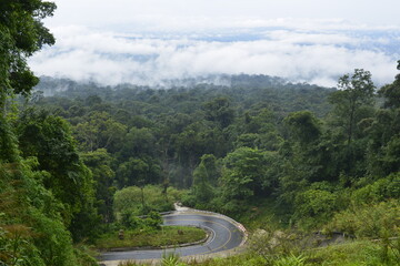 Green mountain forest landscape after raining, Misty mountain forest at Khao Yai national park Thailand