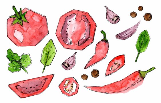 Set of red vegetables and spices. Hot pepper, tomato, basil and parsley leaves, garlic. Watercolor sketch hand drawn painted. Fresh food design elements isolated on white background.