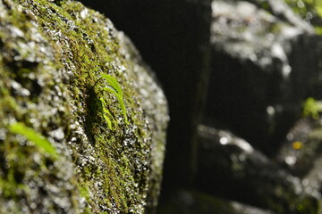 Strong little tree is growing on the rock with moss and ferns near waterfall 