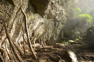 Dry tree Branch with cave wall Background and daylight ray 