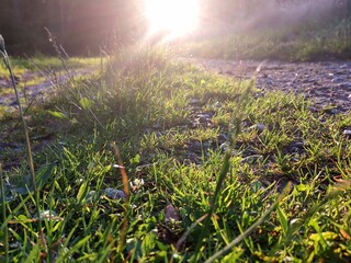 lavender field in spring