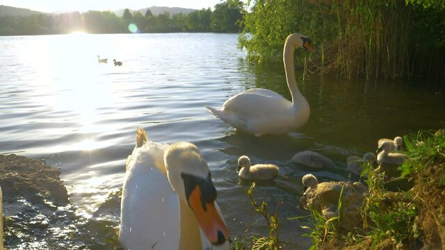 CLOSE UP, LENS FLARE: Angry swan bites at the camera while protecting its offspring feeding in the calm lake at sunset. Adult swan attacks the camera while feeding in the shallows of an idyllic pond.