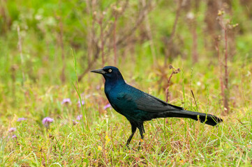 Common Grackle on the ground 