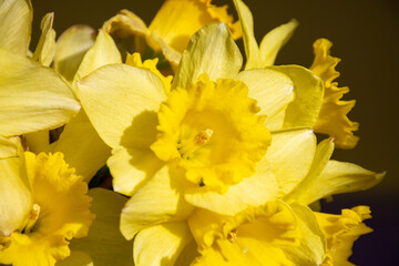 yellow daffodil flower